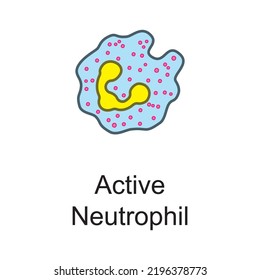 Active Neutrophil Cellular Schematic Structure Vector Illustration, Eps10 Icon