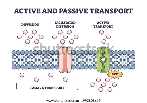 Active Passive Transport Molecules Atp Movement Stock Vector (Royalty ...