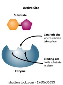 26,386 Substrate Stock Illustrations, Images & Vectors | Shutterstock