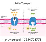 Active transport across the cell membrane. Substance movement against concentration gradient requires energy, ATP. membrane transporters