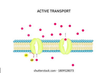 Active transport across the cell membrane. Substance movement  against concentration gradient