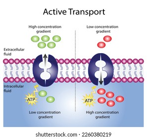 Active transport across the cell membrane. Substance movement against concentration gradient requires energy, ATP. membrane transporters