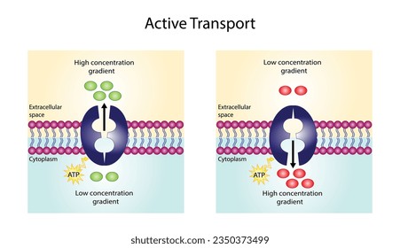 Transporte activo a través de la membrana celular. El movimiento de sustancias contra el gradiente de concentración requiere energía, ATP. transportadores de membrana. Ilustración vectorial.