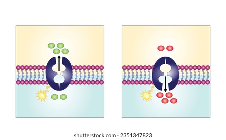 Active transport across the cell membrane. Substance movement against concentration gradient requires energy, ATP. membrane transporters. Vector illustration.