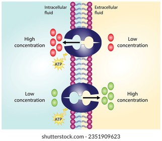 Active transport across the cell membrane. Substance movement against concentration gradient requires energy, ATP. membrane transporters