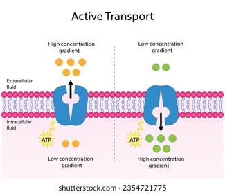 Active transport across the cell membrane. Substance movement against concentration gradient requires energy, ATP. membrane transporters