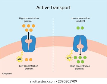 Transporte activo a través de la membrana celular. El movimiento de sustancias contra el gradiente de concentración requiere energía, ATP. transportadores de membrana