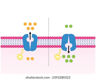 Active transport across the cell membrane. Substance movement against concentration gradient requires energy, ATP. membrane transporters
