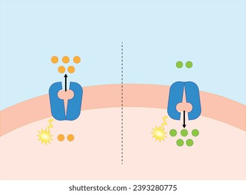 Active transport across the cell membrane. Substance movement against concentration gradient requires energy, ATP. membrane transporters