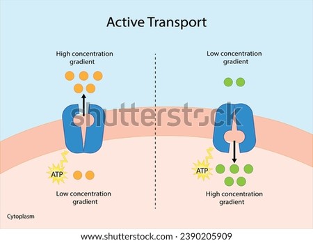 Active transport across the cell membrane. Substance movement against concentration gradient requires energy, ATP. membrane transporters