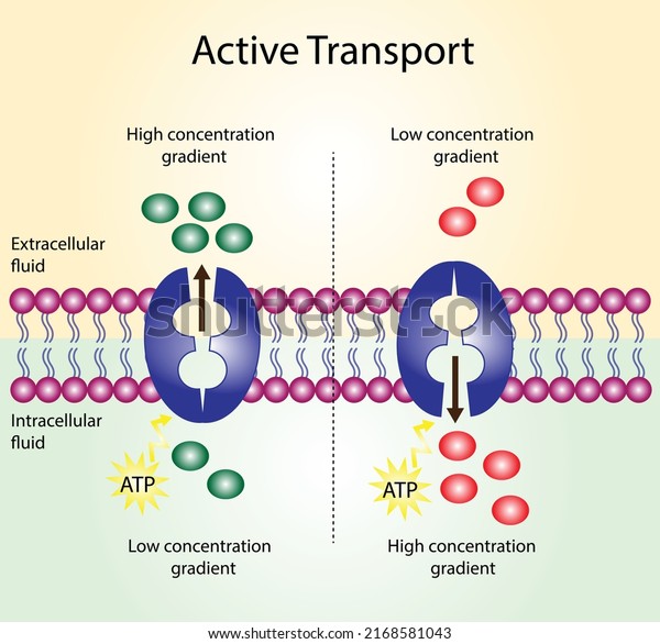 Active transport across the cell membrane. Substance\
movement against concentration gradient requires energy, ATP.\
membrane transporters 