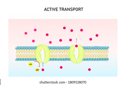 Active Transport Vector Illustration. Substance Movement  Against Concentration Gradient