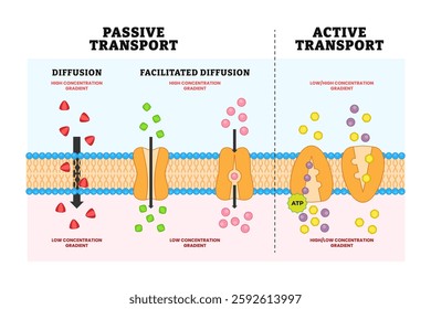 Active vs passive transport diagram poster, Labeled cell scheme comparison. Diffusion and facilitated various concentration gradients and ATP explanation. Molecular substance movement