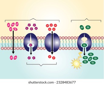 Active vs passive transport for Molecules movement in cell. Membrane transport, different concentration gradients. Diffusion and facilitated diffusion. Active transport via ATP. vector illustration.