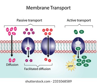 Active vs passive transport for Molecules movement in cell. Membrane transport, different concentration gradients. Diffusion and facilitated diffusion. Active transport via ATP. vector illustration.