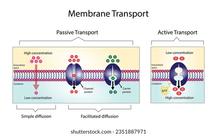 Active vs passive transport for Molecules movement in cell. Membrane transport, different concentration gradients. Diffusion and facilitated diffusion. Active transport via ATP. vector illustration.