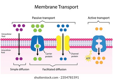 Transporte activo frente pasivo para el movimiento de moléculas en células. Transporte de membranas, diferentes gradientes de concentración. Difusión y difusión. Transporte activo a través de ATP. ilustración vectorial.