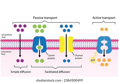 Transporte activo frente pasivo para el movimiento de moléculas en células. Transporte de membranas, diferentes gradientes de concentración. Difusión y difusión. Transporte activo a través de ATP. ilustración vectorial.