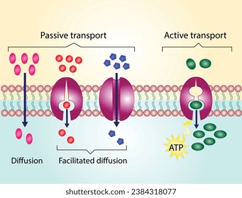 Active vs passive transport for Molecules movement in cell. Membrane transport, different concentration gradients. Diffusion and facilitated diffusion. Active transport via ATP. vector illustration.