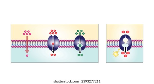 Active vs passive transport for Molecules movement in cell. Membrane transport, different concentration gradients. Diffusion and facilitated diffusion. Active transport via ATP. vector illustration.