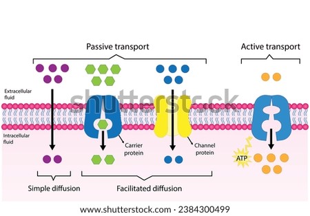 Active vs passive transport for Molecules movement in cell. Membrane transport, different concentration gradients. Diffusion and facilitated diffusion. Active transport via ATP. vector illustration.