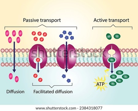 Active vs passive transport for Molecules movement in cell. Membrane transport, different concentration gradients. Diffusion and facilitated diffusion. Active transport via ATP. vector illustration.