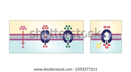 Active vs passive transport for Molecules movement in cell. Membrane transport, different concentration gradients. Diffusion and facilitated diffusion. Active transport via ATP. vector illustration.