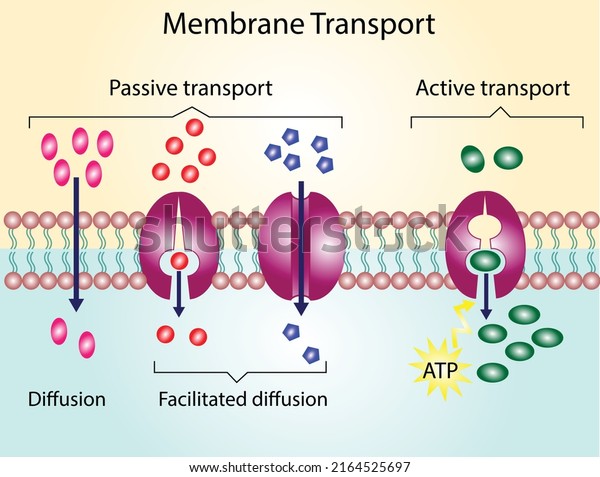 Active Vs Passive Transport Molecules Movement Stock Vector (Royalty ...