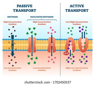 Active vs passive transport vector illustration. Labeled educational cell scheme comparison. Diffusion and facilitated various concentration gradients and ATP explanation. Molecular substance movement