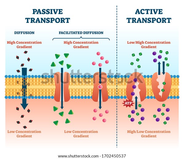 Active vs passive transport vector illustration.\
Labeled educational cell scheme comparison. Diffusion and\
facilitated various concentration gradients and ATP explanation.\
Molecular substance\
movement