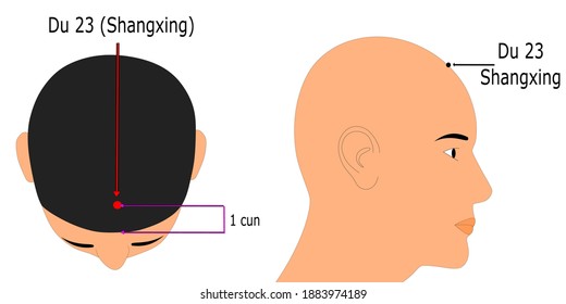 Acupuncture point Du 23 that is known as shangxing