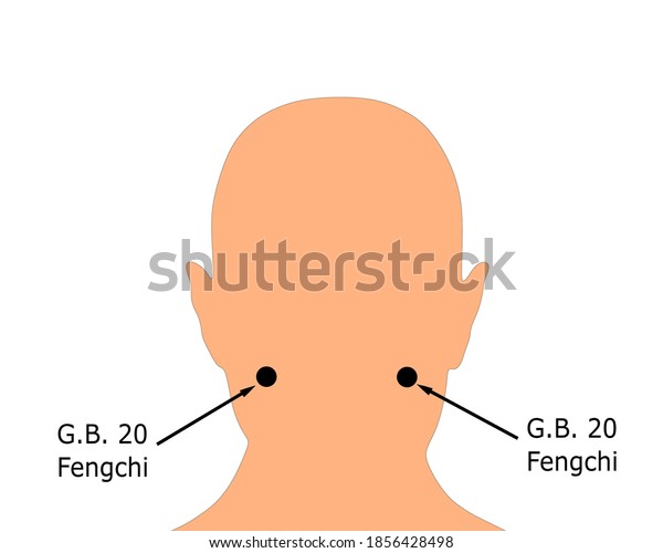 Acupuncture Point Gall Bladder 20 Gb Stock Vector (Royalty Free) 1856428498