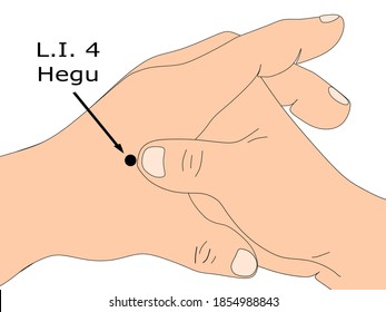 Acupuncture point Large Intestine 4 or L.I. 4 that is also known as Hegu