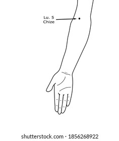 Acupuncture Point Lung 5 Lu 5 Stock Vector (Royalty Free) 1856268922 ...