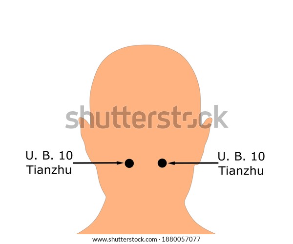 Acupuncture Point Urinary Bladder 10 Ub Stock Vector (Royalty Free ...