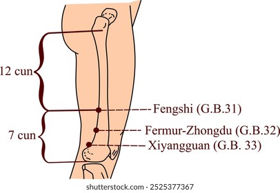 Pontos de acupuntura G.B.31, G.B.32, G.B. 33, também conhecidos como Fengshi, Fermur-Zhongdu, Xiyangguan 