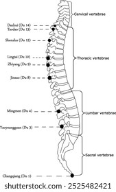 Acupuncture points that are located in vertebrae Du 14, 13, 12, 10, 9, 8, 4, 3, 1 which are also known as Dazhui, Taodao, Shenzhu, Lingtai, Zhiyang, Jinsuo, Mingmen, Yaoynangguan, Changqiang. 