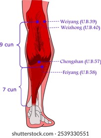 Acupuncture points U.B.39, U.B.40, U.B. 57, U.B. 58 which are also known as Weiyang, Weizhong, Chengshan, Feiyang