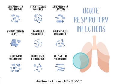 Infecciones agudas de las vías respiratorias. Bacterias patógenas (cocos, bacilos). Morfología. Microbiología. Ilustración plana del vector