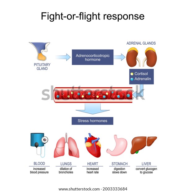 acute stress response (hormone).\
Cortisol\\
Adrenalin Fight-or-flight response. Fight-or-flight\
response. fight-flight-or-freeze. Vector Poster for\
education