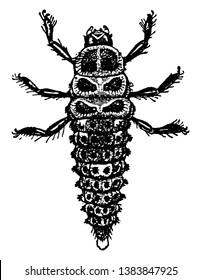 Adalia Bipuncia comúnmente conocida como el ladybird de dos puntos, dibujo de línea vintage o ilustración de grabado.