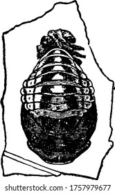 Adalia Bipuncia is known as two spot lady bird feed on aphids and insects, vintage line drawing or engraving illustration.