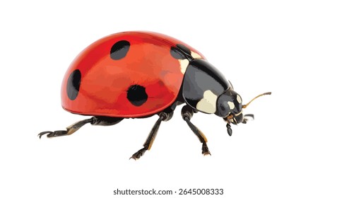 Imagem Isolada De Alta Resolução De Adalia Decempunctata (Ladybird De Dez Pontos)
