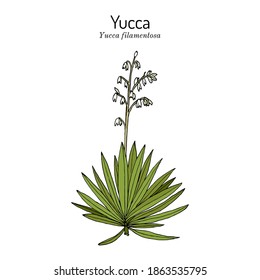Adams needle and thread (Yucca filamentosa), ornamental and edible plant. Hand drawn botanical vector illustration