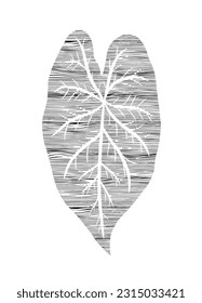 Adam's Rib Leaf with curved lines. Caladium holed leaf illustration isolated on white background.