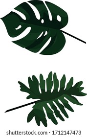 adam's rib plant foliage vector
