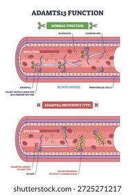 ADAMTS13-Funktion, Enzym spaltet vWF in einem Blutgefäß, um Plättchenklumpen zu begrenzen, Mangel führt zu TTP-Mikrothromben. Schlüsselobjekte, Thrombozyten, vWF, Gefäß. Gliederungsplan