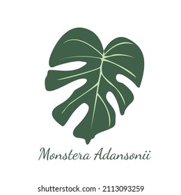 El diseño de la ilustración vectorial de la hoja Adansonii monstera es adecuado para la ilustración vectorial