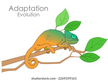 Adaptation, chameleon. Ability to change color, tongue. Animal evolution samples, camouflage, environment. Physical adaptability, Natural selection. Genetic inheritance. Biology  Illustration vector svg