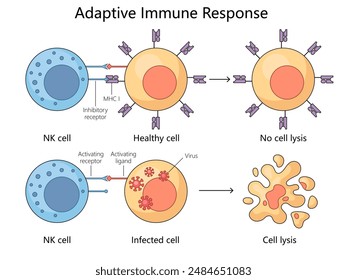 adaptive immune response, highlighting the interaction between NK cells and healthy versus infected cells diagram hand drawn schematic vector illustration. Medical science educational illustration